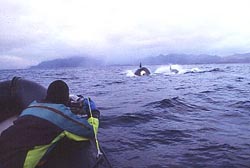 Orcas ahead