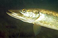 Pike