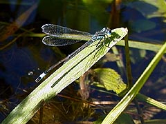 Nature around the lakes